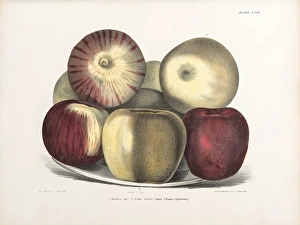 Images Dated 26th June 2014: Apples, three varieties