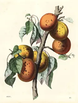 Apricot Prints: Apricot, Malus armeniaca