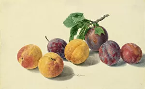 Women Artists Collection: Apricot and plum by Maria van Huysum