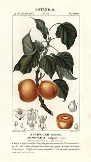 Prunus Prints: Apricot, Prunus armeniaca