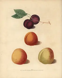 Pomonabritannica Prints: Apricot varieties, Prunus armeniaca