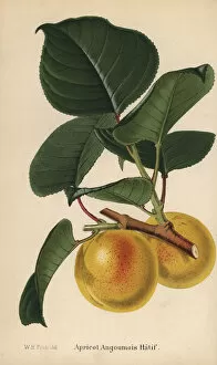Apricot variety, Angoumois Hatif, Prunus armeniaca