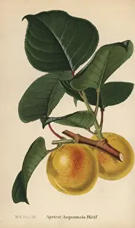 Prunus Prints: Apricot variety, Angoumois Hatif, Prunus armeniaca