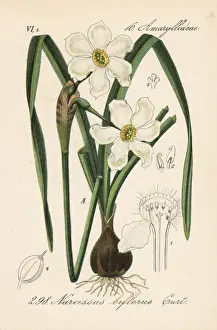 Narcissus Prints: April beauty, Narcissus medioluteus (Narcissus biflorus)