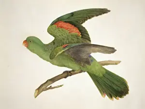 Aprosmictus erythropterus, red-winged parrot