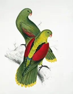 Aprosmictus erythropterus, red-winged parrot
