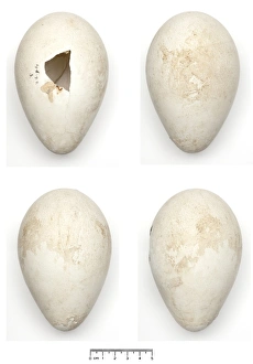 Seabird Gallery: Aptenodytes forsteri, Emperor Penguin egg