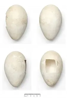 Aptenodytes forsteri, Emperor Penguin egg