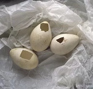 Seabird Gallery: Aptenodytes forsteri, Emperor penguin eggs