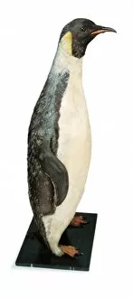 Sir Joseph Dalton Gallery: Aptenodytes fosteri, emperor penguin