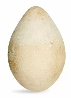 Embryo Gallery: Aptenodytes fosteri, emperor penguin egg