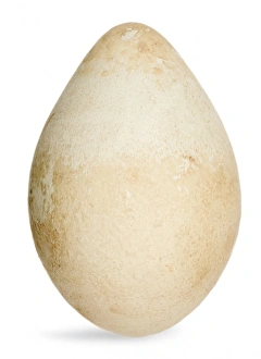Seabird Gallery: Aptenodytes fosteri, emperor penguin egg