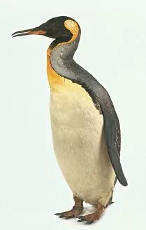 Seabird Gallery: Aptenodytes patagonicus, king penguin