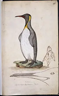 Aptenodytes patagonicus, king penguin
