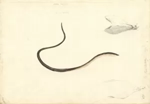 Anguilliform Gallery: Apterichtus caecus, European finless eel