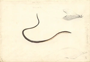Anguilliform Gallery: Apterichtus caecus, European finless eel