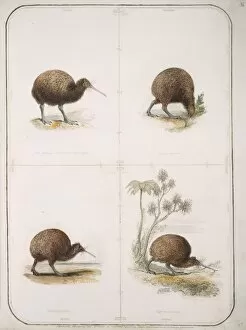 Kiwi Collection: Apteryx australis, brown kiwi