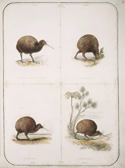 Apteryx Gallery: Apteryx australis, brown kiwi