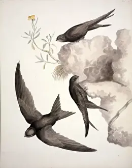 Apus apus, common swift