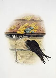 Apodiformes Gallery: Apus apus, common swift