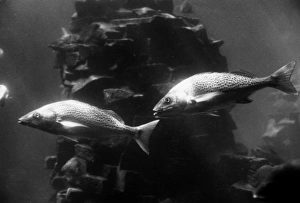 The aquarium