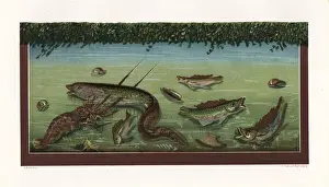 Aquarium with fish and lobster from the House