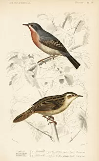 Aquatic Gallery: Aquatic warbler and subalpine or Moltonis warbler
