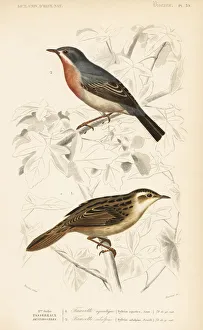 Aquatic Gallery: Aquatic warbler and subalpine or Moltonis warbler