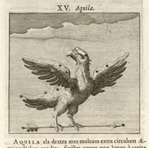 AQUILA 1681