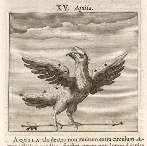 Aquila Prints: AQUILA 1681