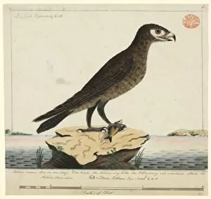 Aquila audax, wedge-tailed eagle