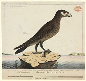 Accipitridae Gallery: Aquila audax, wedge-tailed eagle