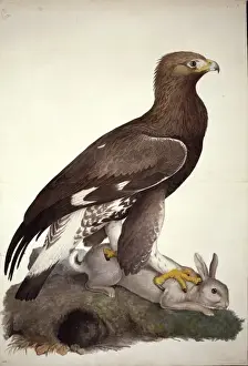 Aquila chrysaetos, golden eagle