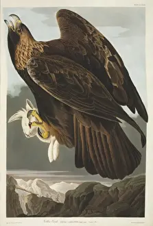 Eutheria Prints: Aquila chrysaetos, golden eagle