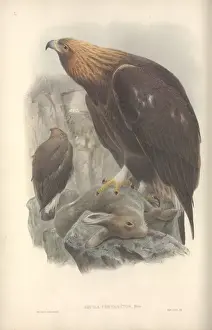 Aquila chrysaetos, golden eagle