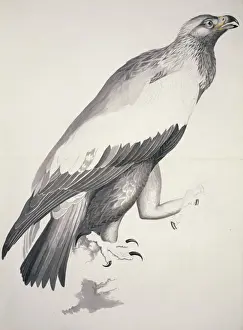 Aquila chrysaetos, golden eagle