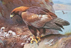 Beak Collection: Aquila chrysaetus, golden eagle