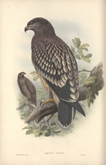 Accipitridae Gallery: Aquila clanga, greater spotted eagle