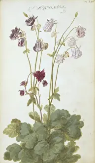 Aquilegia