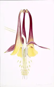 Aquilegia canadensis, wild columbine