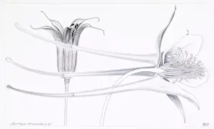 Columbine Prints: Aquilegia chrysantha, golden columbine