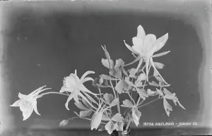 Delicate Prints: Aquilegia Flowers