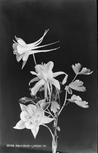 Delicate Prints: Aquilegia Flowers