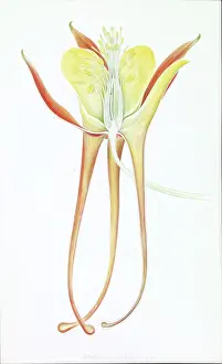 Vibrant Prints: Aquilegia sp. columbine