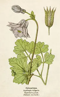 Columbine Prints: AQUILEGIA VULGARIS