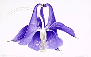 Aquilegia vulgaris, European columbine