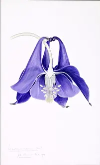 Vibrant Prints: Aquilegia vulgaris, European columbine