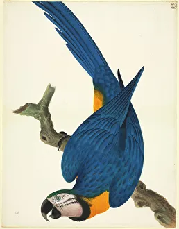 Branch Collection: Ara ararauna, blue-and-yellow macaw