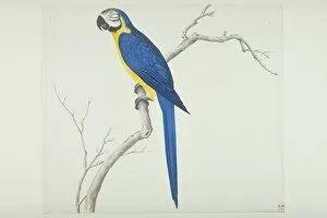 John Reeves Collection: Ara ararauna, blue-and-yellow macaw