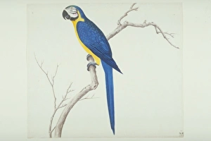 John Reeves Collection: Ara ararauna, blue-and-yellow macaw